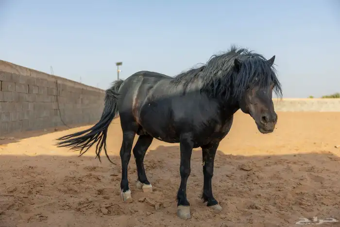 خيل سيسي للبيع 15