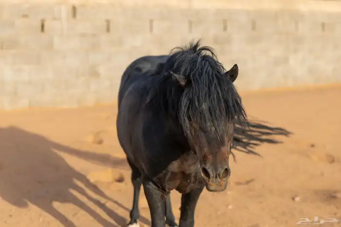 خيل سيسي للبيع 4