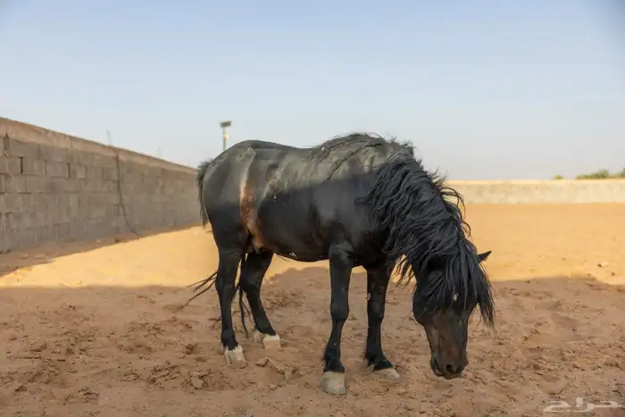 خيل سيسي للبيع 18