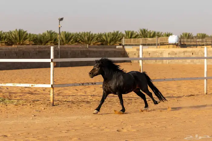 خيل سيسي للبيع 0