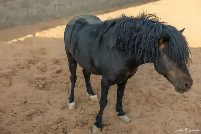 خيل سيسي للبيع 12