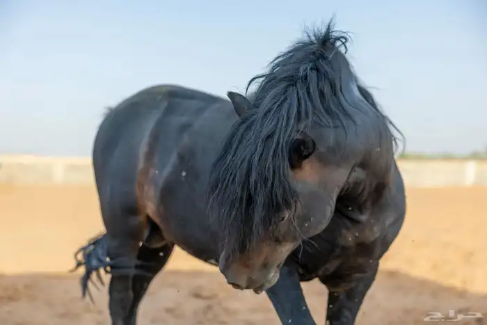 خيل سيسي للبيع 13