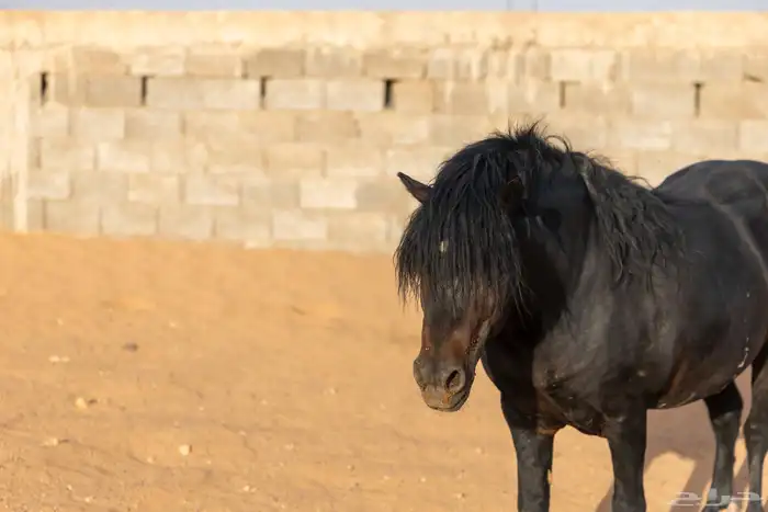 خيل سيسي للبيع 5