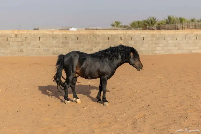خيل سيسي للبيع 11