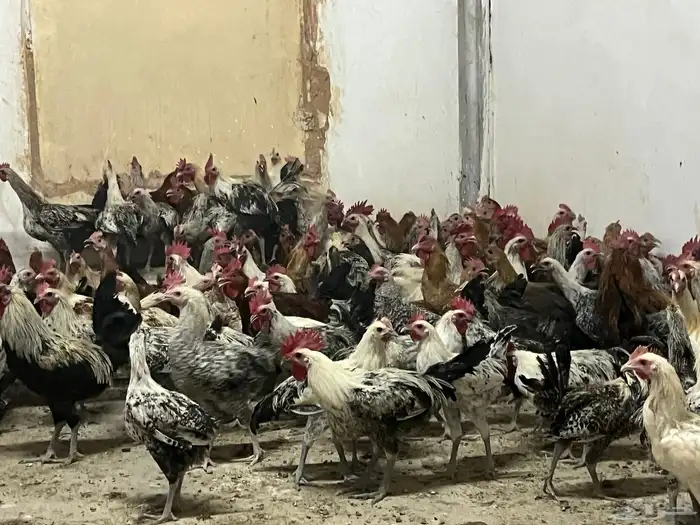 ديوك مشكله 1