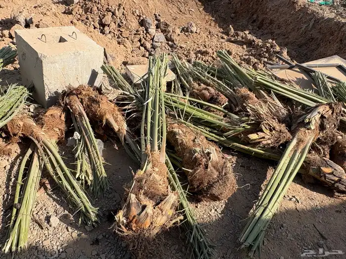 السلام عليكم نخل للبيع صفاوي وعجوه ورثانا خلف مسجد قباء 10