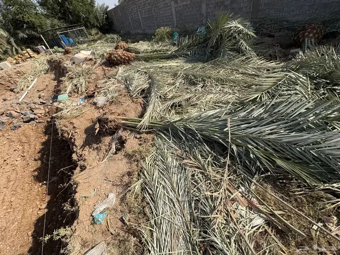 السلام عليكم نخل للبيع صفاوي وعجوه ورثانا خلف مسجد قباء 5