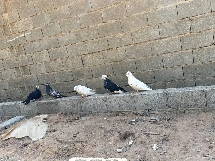 مصري مالطي منتج 0