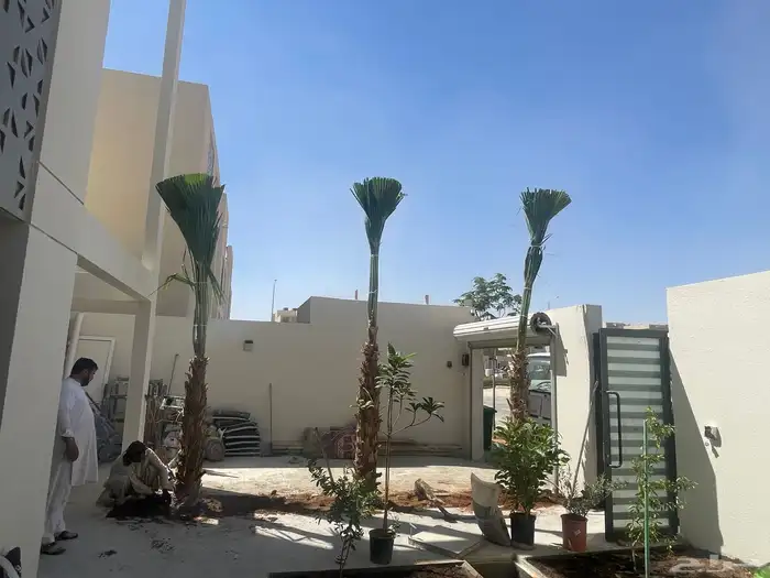 نخيل واشنطن للبيع بجميع انواع القاسات 2