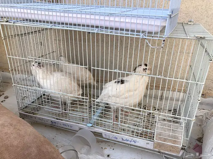 سمان تكساس فاخر 0