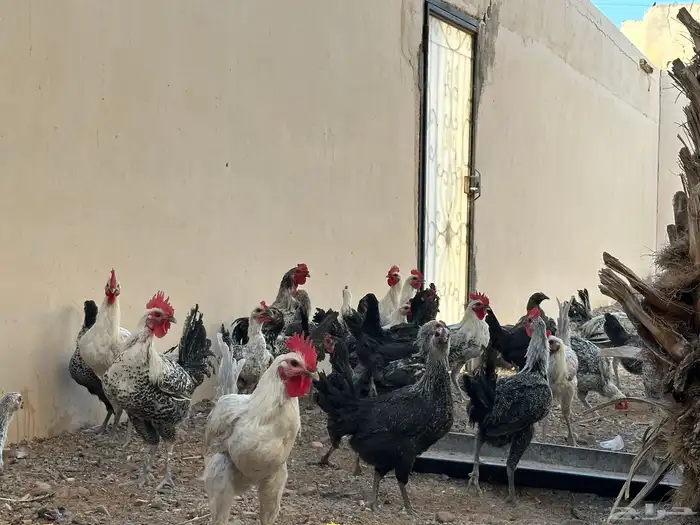 دجاج بالحناكيه 4