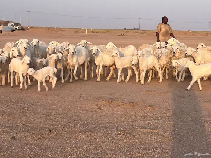 مراح حريات ولد خلفات 3