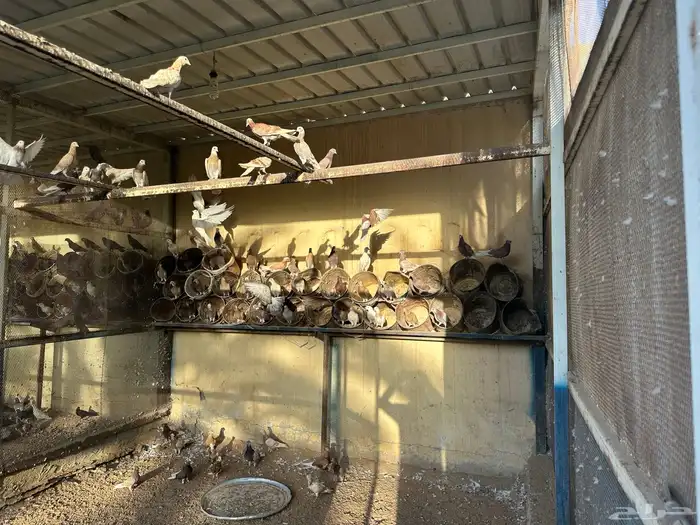 حمام منوع للبيع 2