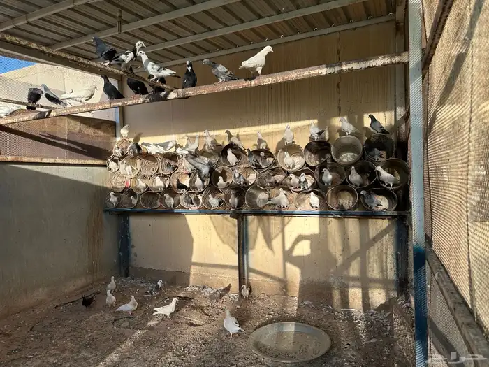 حمام منوع للبيع 0