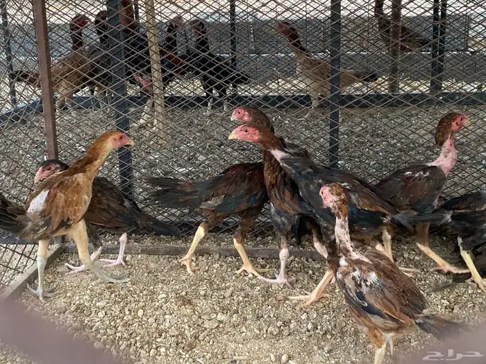 دجاج باكستاني 5
