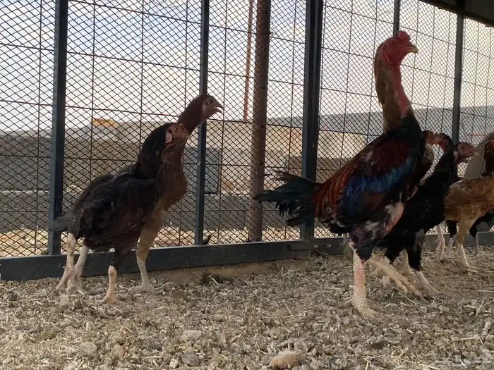 دجاج باكستاني 3