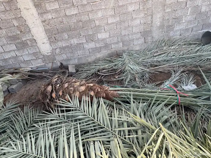 السلام عليكم نخل للبيع صفاوي وعجوه ورثانا خلف مسجد قباء 4