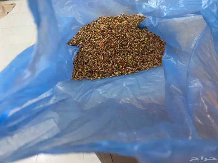 صيصان للبيع 1