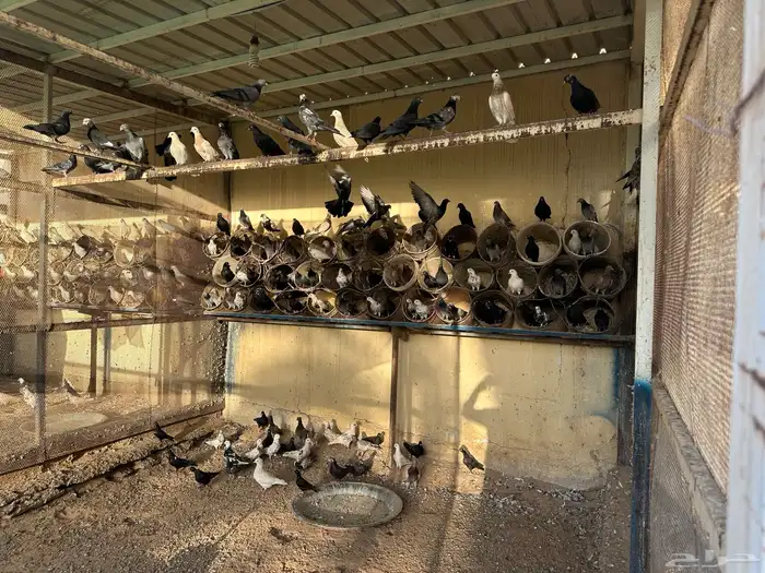 حمام منوع للبيع 1