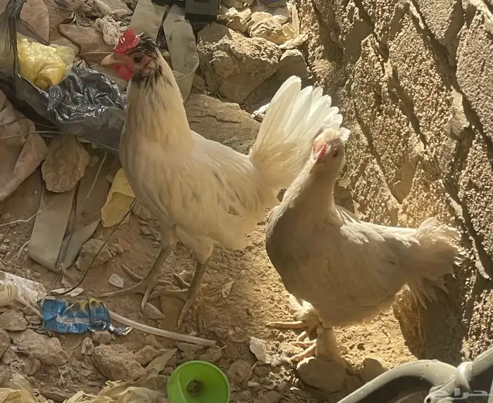 دجاج عربي قزم 1