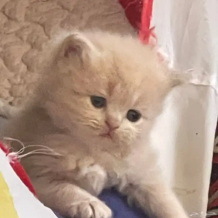 قطط شيرازي للبيع 2