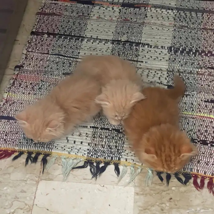 قطط شيرازي للبيع 6