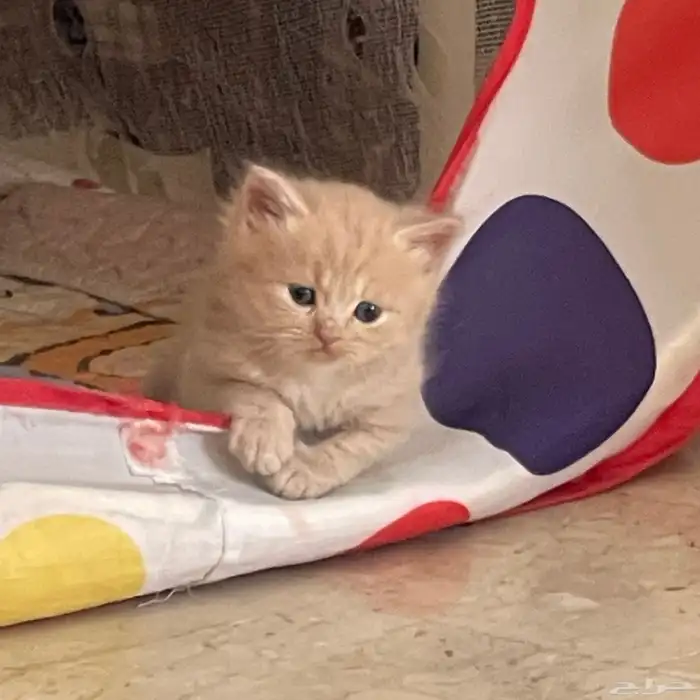 قطط شيرازي للبيع 3