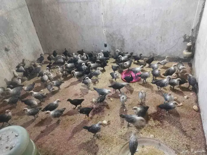 صوص فيومي مع بلدي 1