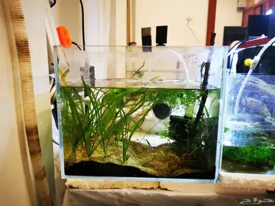 Aquarium and Fishes index