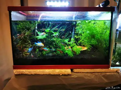 Aquarium and Fishes index