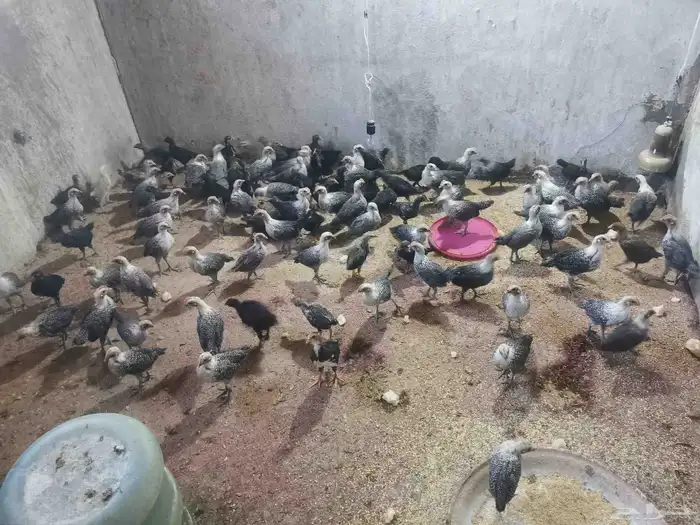 صوص فيومي مع بلدي 0