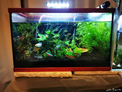 Aquarium and Fishes index