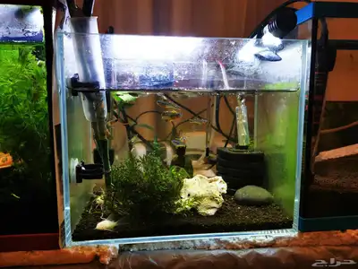 Aquarium and Fishes index