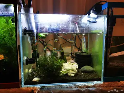 Aquarium and Fishes index