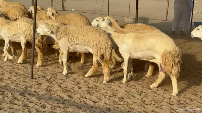 غنم حريات رخال طيبه 3