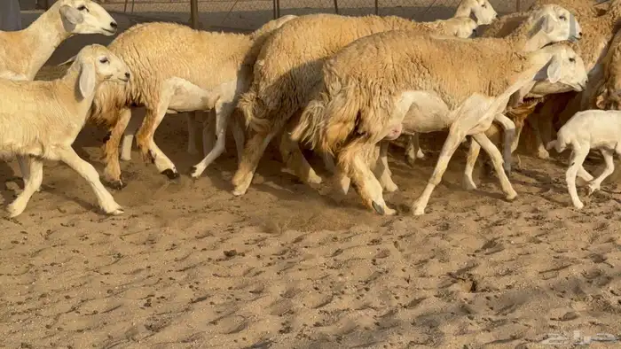 غنم حريات رخال طيبه 0
