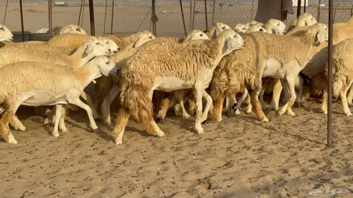 غنم حريات رخال طيبه 4