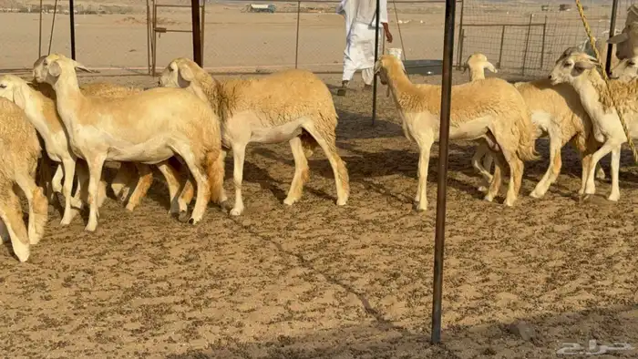 غنم حريات رخال طيبه 2