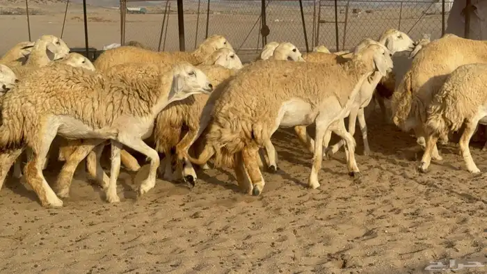 غنم حريات رخال طيبه 7