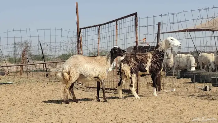 رخال مهجنات للبيع العدد 2 راس 7