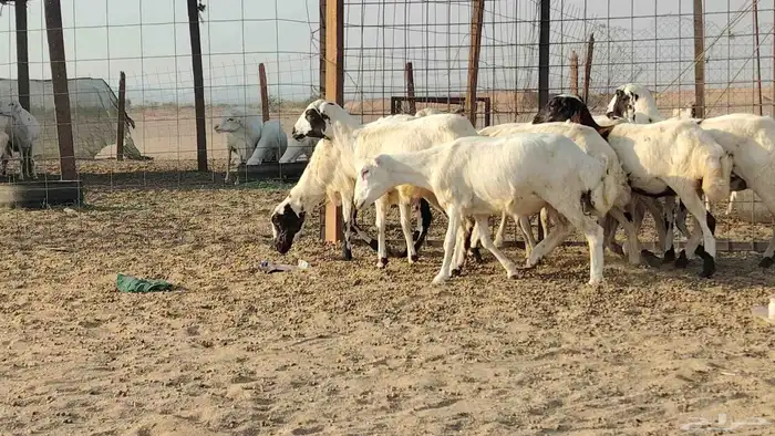رخال رفيديات للبيع العدد 8 روس 2