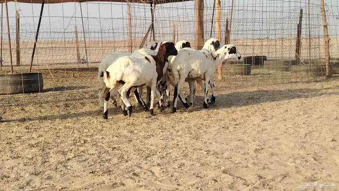 رخال رفيديات للبيع العدد 8 روس 0