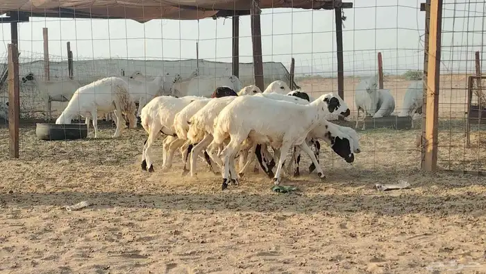 رخال رفيديات للبيع العدد 8 روس 5