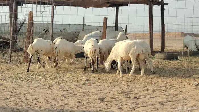 رخال رفيديات للبيع العدد 8 روس 8