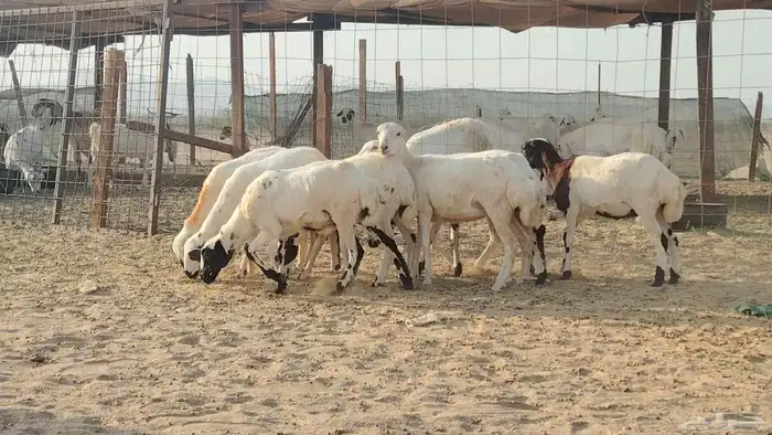 رخال رفيديات للبيع العدد 8 روس 9