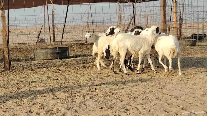 رخال رفيديات للبيع العدد 8 روس 3