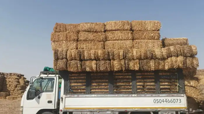 موجود تبن قمح ممطور 0