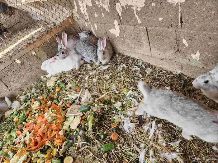 ارانب للبيع 5