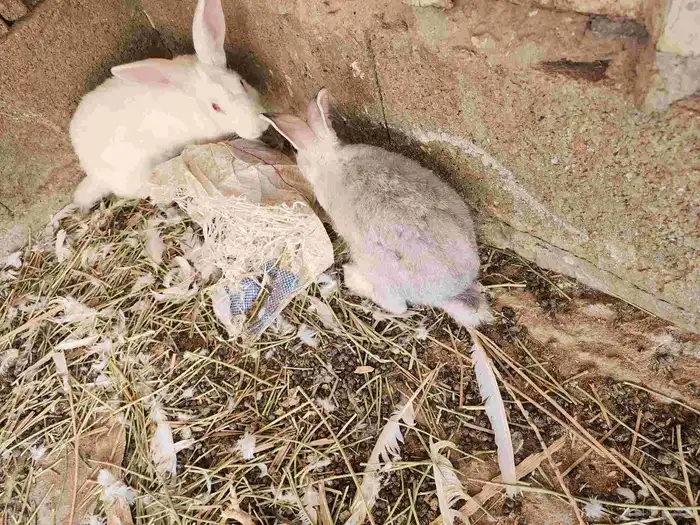 ارانب للبيع 7