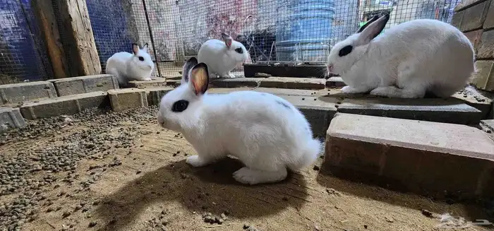 ارانب نذرلاند (قزمه) 6